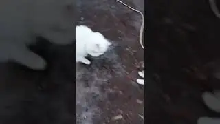 Котики играют с палочкой