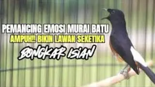 pancingan murai batu gacor sekali putar murai lain langsung nyaut
