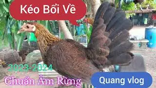 Tiếng Gà Mái | Kích Bổi Khó | Cuối Mùa 2024