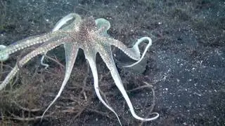 White "V" Octopus Lembeh