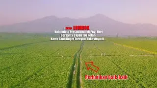 #dron Ini Bukan kebun TEH Tapi ini di Lombok Tengah Karna ini Perkebunan Tembakau di Jenepria