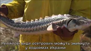 Руйнування росіянами Каховської ГЕС стало трагедією для осетрових видів риб в Україні