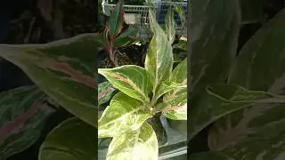 AGLONEMANYA MULAI TUMBUH #organic #anekabunga