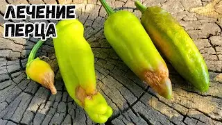 Вершинная гниль на перце и ожоги от солнца. Причины и лечение.