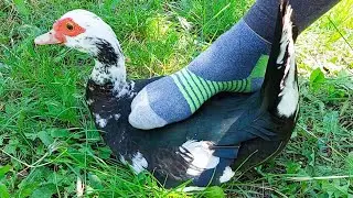 How to help a lonely duck when she is having her period.