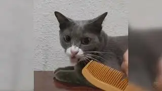 Смешные животные 14