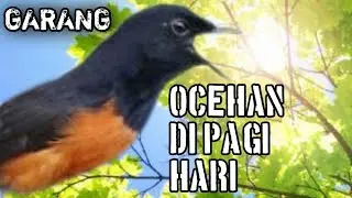 PANCINGAN MURAI,  DI PAGI, SIANG, SORE MALAM HARI TOKCER GACOR POLL