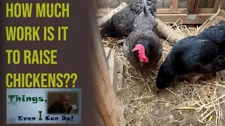 Backyard chickens: How much work is it?