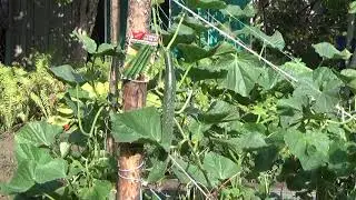 КИТАЙСКИЕ длинноплодные ОГУРЦЫ не подведут