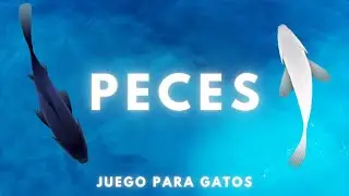 VIDEOS PARA #GATOS - PECES 🐟