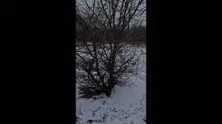 Кабаны в вольере...Разведение и уход.Для хорошей охоты нужно и вклад делать в природу.