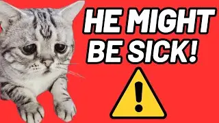 🐕5 STRANGE Signs Your CAT Is Not Well🐕‍🦺