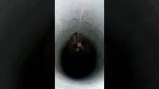 три гада.