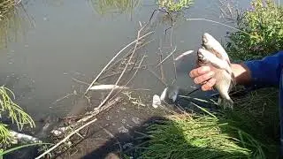 Разнообразие видов, зарыбление рыбы