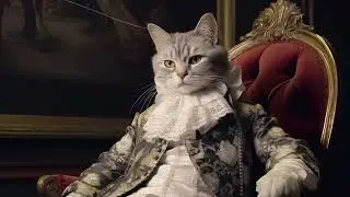 You woke up as a cat (playlist)