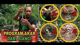 BELAJAR PROGRAM AKAR SIANCI DARI BOWONGSO | BESERTA  PENJELASAN DAN CARANYA #BONSAI #SIANCI