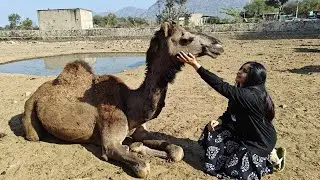 project A.D.A.H at TOLFA - Camel Suraksha 🐫❤️