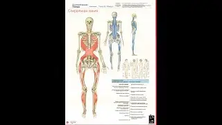 Анатомические поезда Т.Маерса - Спиральная линия