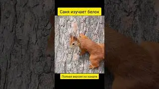 #сибирь #животные #томск #цвергшнауцер #белки #природа