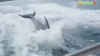 Виртуальное экодосье Душа океана