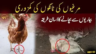 Hens Legs Weakness Problem Treatment | Desi Treatment For hens Legs | PAK FARM OFFICIAL