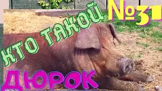 Все о породе ДЮРОК\Опыт содержания\Взвешивание двух недельных поросят\