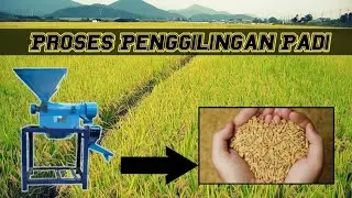 proses penggilingan padi | mesin penggiling gabah #penggilinganpadi