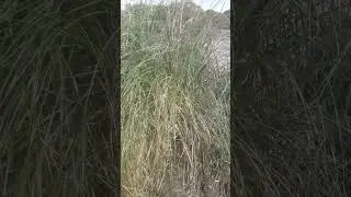 Pajaro en Atalaya
