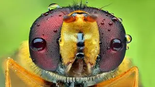Macro Photography with 18-55 | Macro Photography with Reverse Ring | Reverse Lens Macro Photography