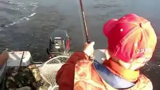 Жерех