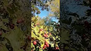 Боярышник в саду.