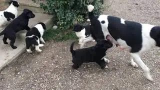 cuccioli di 44 giorni - lezioni di vita...