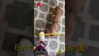 Бэтти 🎉 #помощьбездомнымживотным #пушистики #собаки 🎄🎉