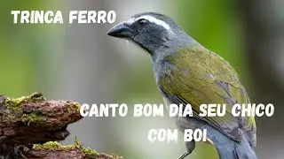Trinca Ferro – Canto 
