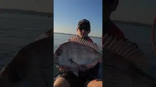 ZMan 10X Tough gets the bites! #fishing #softplastics #zman #lurefishing #shorts #fishinglures #lure