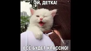 Веселые картинки