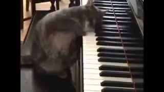 Кот играет на фортепиано