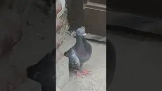 비둘기