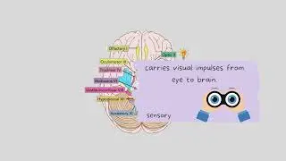 Cranial Nerve flashcards