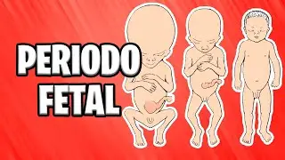✅ FETAL PERIOD | FROM THE NINTH WEEK TO BIRTH [2021] 📚 HUMAN EMBRYOLOGY | ABSTRACT