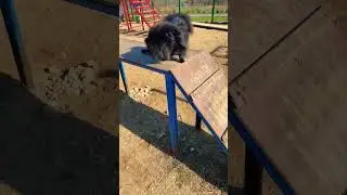 Кулёма и гора! #cute #dog #мем #приколы #рек #смех #смешно #собака