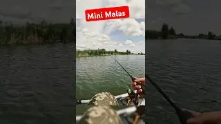 Универсальная приманка на хищника) #fishing #рыбалка #голавльнаспиннинг #голавль