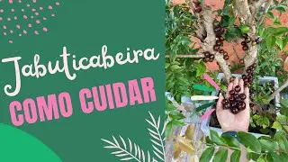 Como cuidar da jabuticabeira e ter muitos frutos