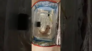 Аксолотль на поезде! 