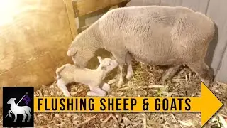 Flushing Sheep and Goats
