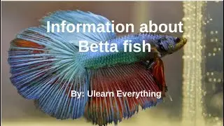 Information about Betta Fish
