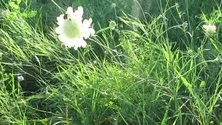 Уильям Шекспир.  Сонет 4