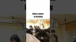 Scary cats