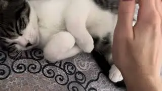 Murkiss kitten in the morning | Утро котенка Муркисса