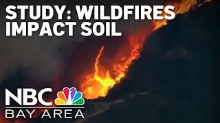 Stanford study shows wildfires impact soil, plant growth
